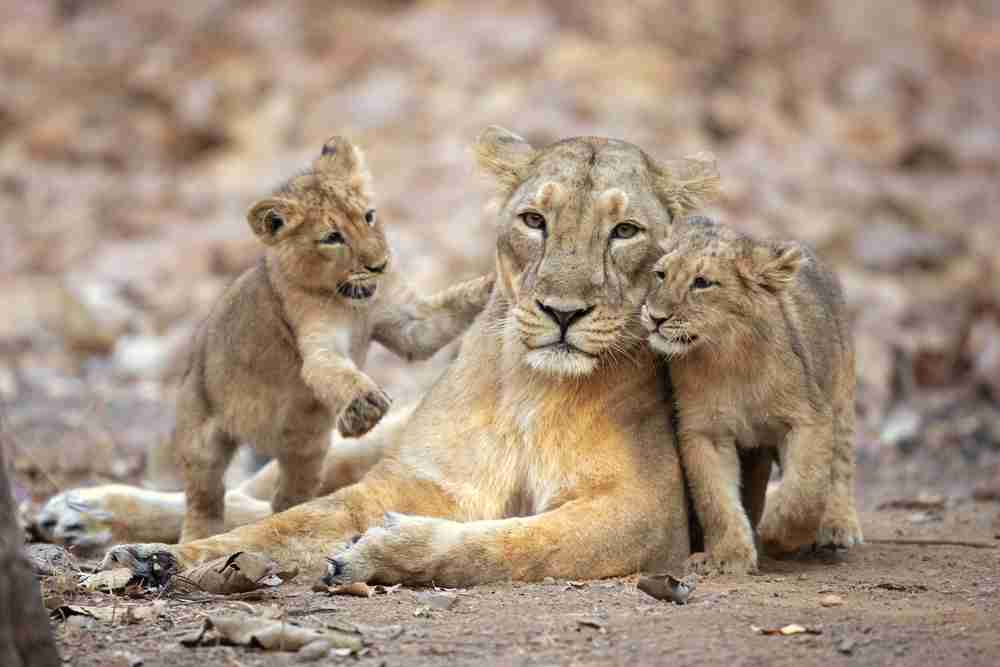 Gir National Park Image 2