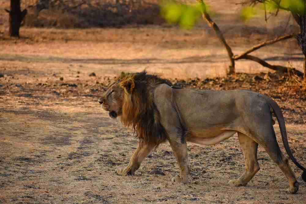 Devaliya Safari Park Image 2