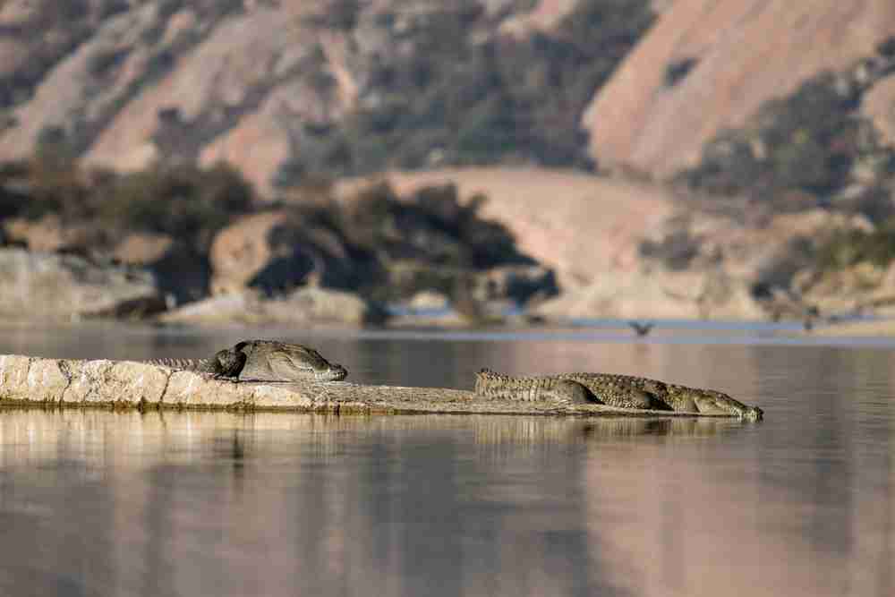 Jawai Crocodile Sighting