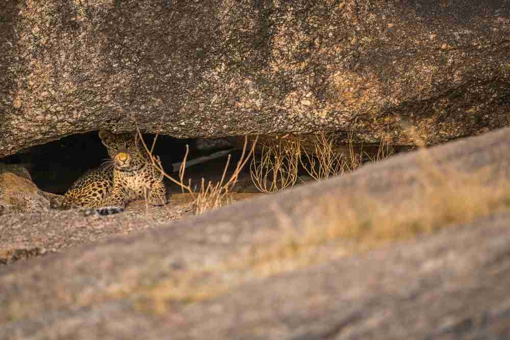 Tracking Safari Image 2