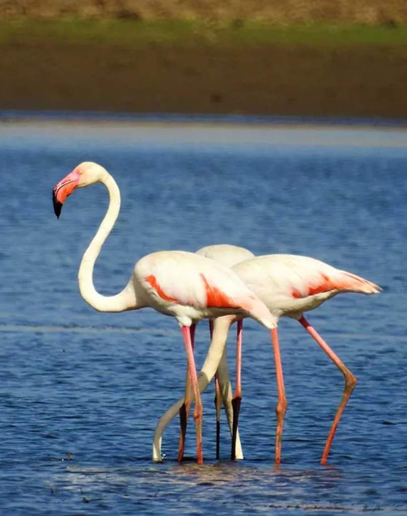 Kavish Jawai Village Resort - Jawai Perwa