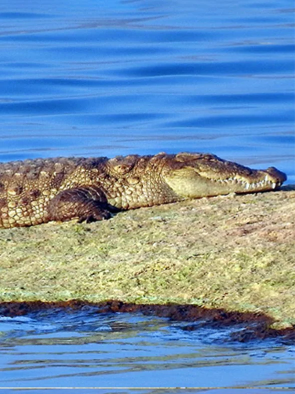Kavish Jawai Village Resort - Jawai Perwa